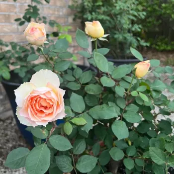 Rosa La Chance d'Amour - rumena - vrtnice čajevke