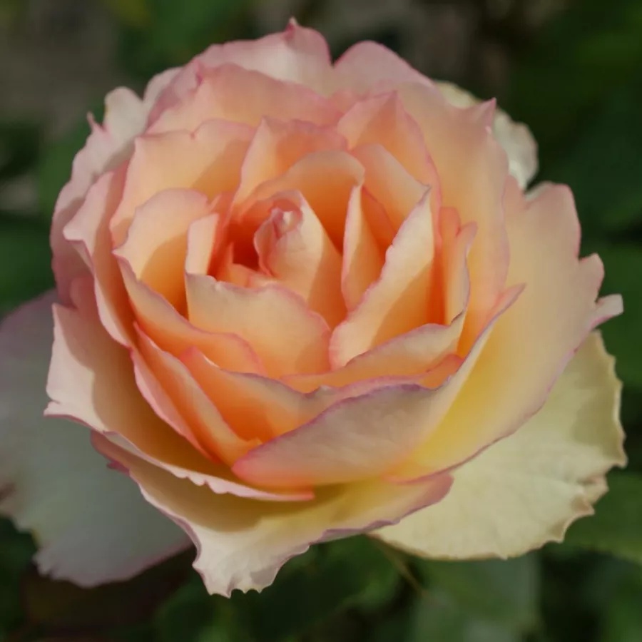 VRTNICE ČAJEVKE - Roza - La Chance d'Amour - vrtnice - proizvodnja in spletna prodaja sadik