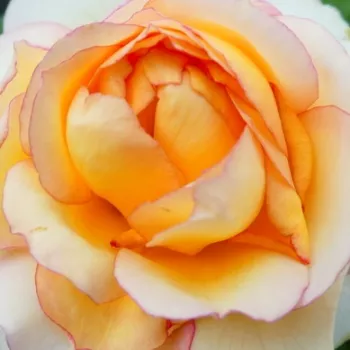 Rózsa rendelés online - sárga - teahibrid rózsa - nem illatos rózsa - La Chance d'Amour - (60-80 cm)