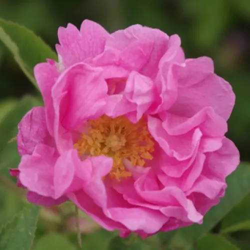 Rosa pomifera