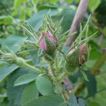 ROSA POMIFERA – rózsaszín tájépítészeti bokorrózsa