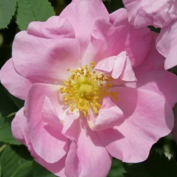 Rózsák webáruháza. - rózsaszín - enyhe, visszafogott illatú rózsa - Rosa pomifera - tájépítészeti bokorrózsa - (150–250 cm)