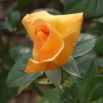 CORONATION GOLD – baracksárga virágágyi floribunda rózsa - Cocker