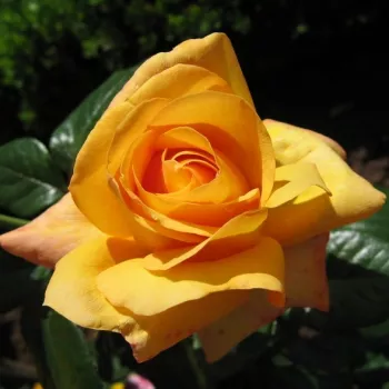 Gazdag aranysárga -barack árnyalatú, meleg összhatású szín. - virágágyi floribunda rózsa - enyhe, visszafogott illatú rózsa - diszkrét, gyümölcsös karakterű