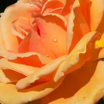 Rózsa kertészet - baracksárga - enyhe, visszafogott illatú rózsa - Coronation Gold - virágágyi floribunda rózsa - (70-95 cm)