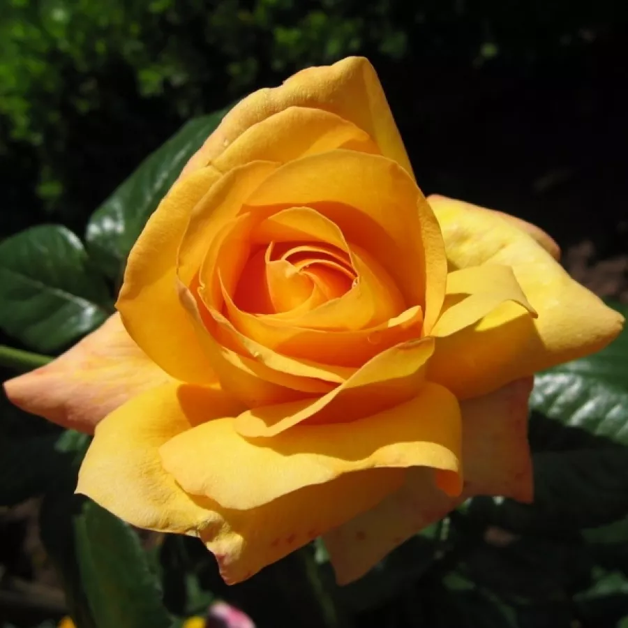 Gelb - rosa - Rosen - Coronation Gold - rosen online kaufen