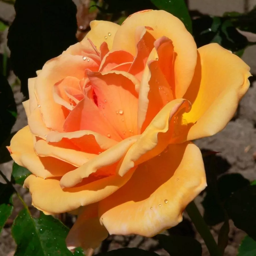 Virágágyi floribunda rózsa - Rózsa - Coronation Gold - kertészeti webáruház