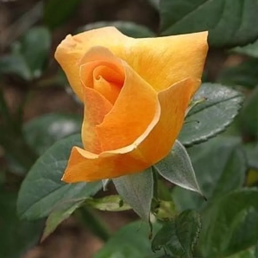 šaličast - Ruža - Coronation Gold - sadnice ruža - proizvodnja i prodaja sadnica