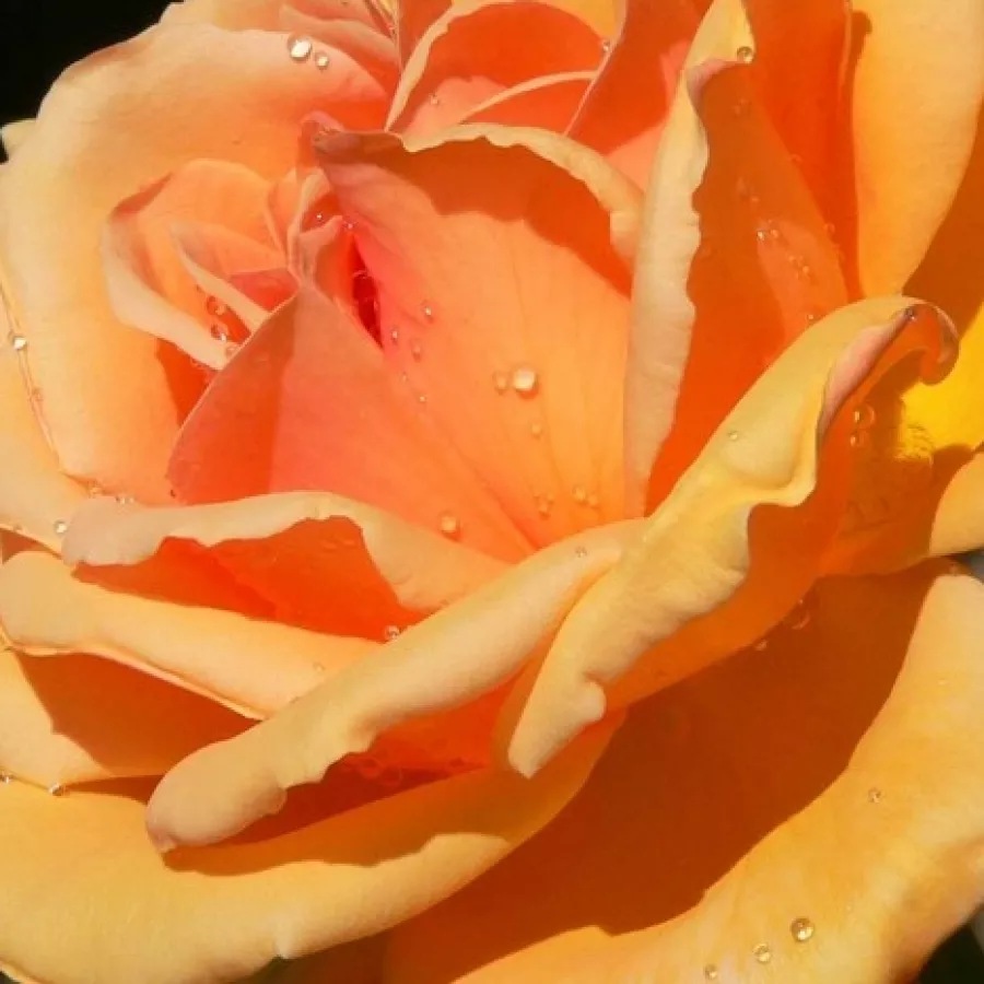 Csésze - Rózsa - Coronation Gold - online rózsa vásárlás