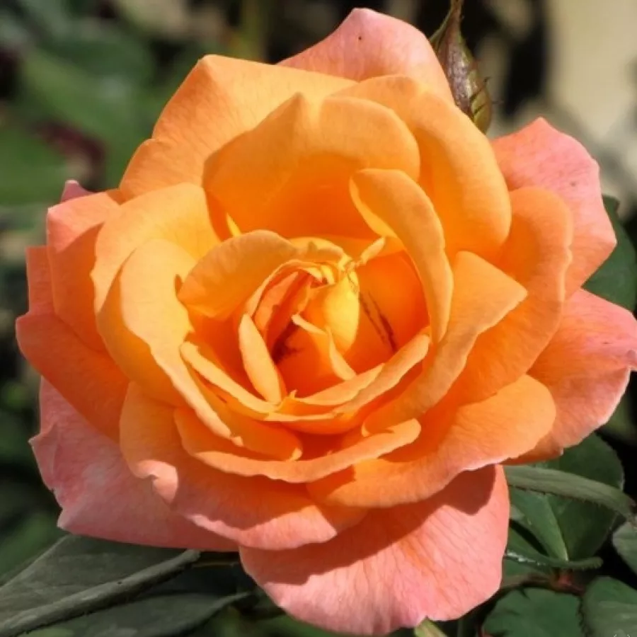 Orange - Rosen - Stellerit - rosen online kaufen