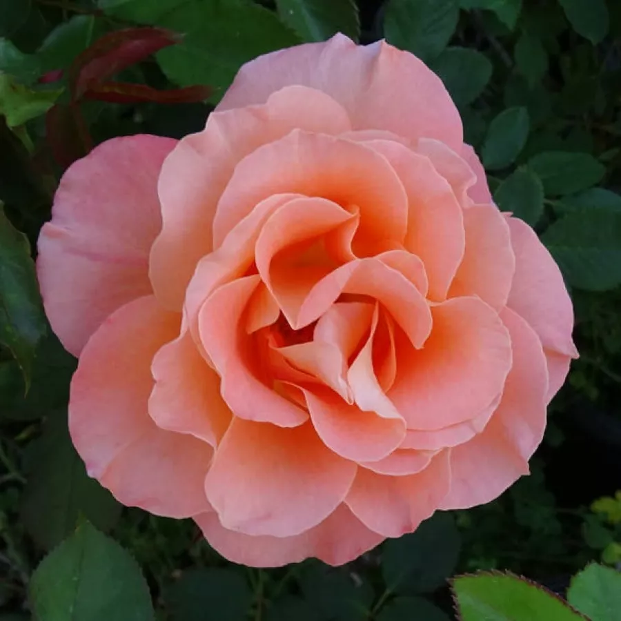 Edelrosen - teehybriden - Rosen - Stellerit - rosen online kaufen