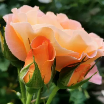 Rosa Stellerit - orange - edelrosen - teehybriden