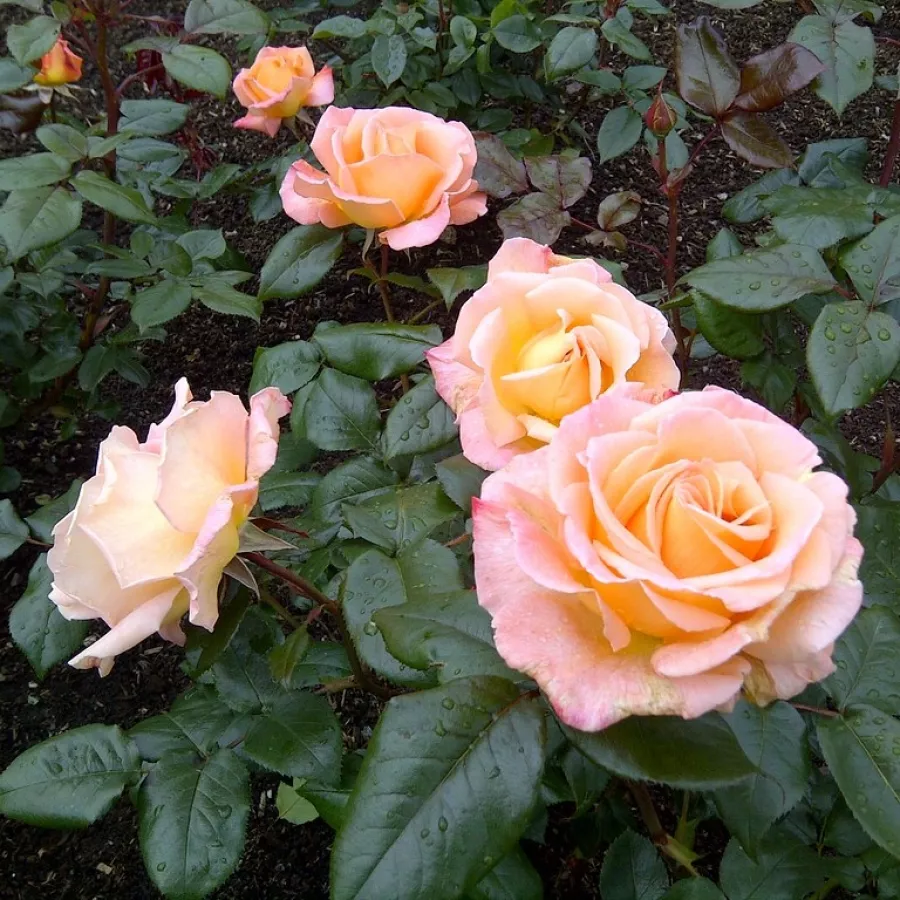 HYBRYDOWA RÓŻA HERBACIANA - Róża - Stellerit - róże sklep internetowy