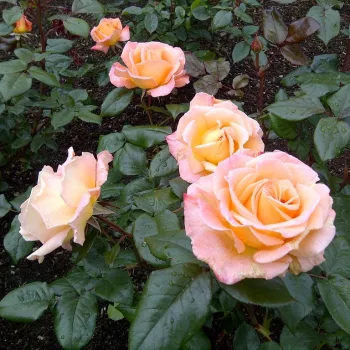 Pomarańczowy - różowy odcień - hybrydowa róża herbaciana - róża o intensywnym zapachu - -