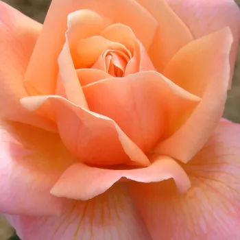 Spletna trgovina vrtnic - narancssárga - teahibrid rózsa - intenzív illatú rózsa - Stellerit - (60-90 cm)