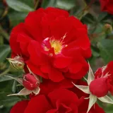 Vörös - parkrózsa - Online rózsa vásárlás - Rosa Brillant Korsar ® - nem illatos rózsa