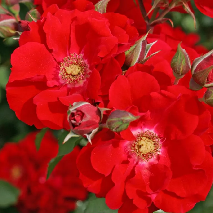 Rosso - Rosa - Brillant Korsar ® - Produzione e vendita on line di rose da giardino