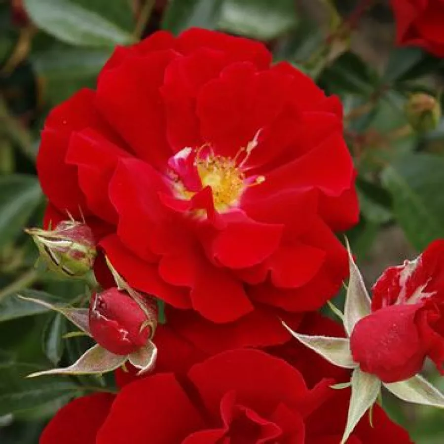 Roșu - Trandafiri - Brillant Korsar ® - 