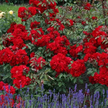 Rojo con tonos naranja - árbol de rosas de flores en grupo - rosal de pie alto   (120-150 cm)