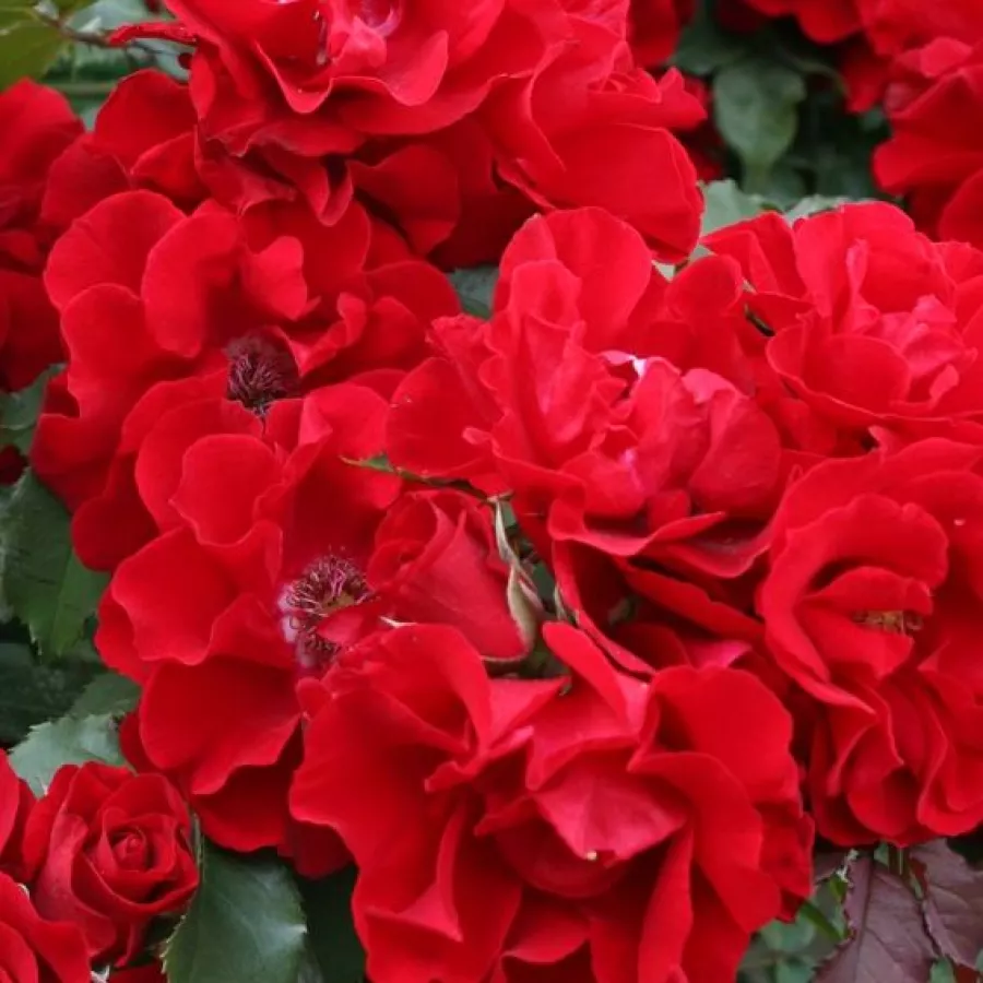 Bukietowy - Róża - Brillant Korsar ® - 