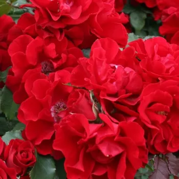 Rosa Brillant Korsar ® - rosa sin fragancia - Árbol de Rosas Floribunda - rosal de pie alto - rojo - W. Kordes & Sons- forma de corona tupida - Rosal de árbol con multitud de flores que se abren en grupos no muy densos.