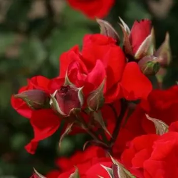 Rosa Brillant Korsar ® - roșu - trandafiri pomisor - Trandafir copac cu trunchi înalt – cu flori în buchet