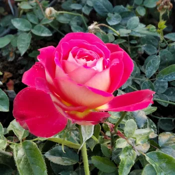 GIPSY – piros-sárga virágágyi floribunda rózsa - Suzuki