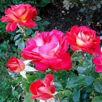 Élénkpiros felszín találkozik aranysárga fonákkal, krémes átmenet nélkül. - virágágyi floribunda rózsa - enyhe, visszafogott illatú rózsa - friss, üde aromájú