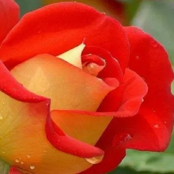 Rózsa kertészet - piros -sárga - enyhe, visszafogott illatú rózsa - Gipsy - virágágyi floribunda rózsa - (70-100 cm)