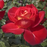 Beetrose floribundarose - rose mit diskretem duft - - - rosen onlineversand - Rosa Gipsy - dunkelrot - gelb