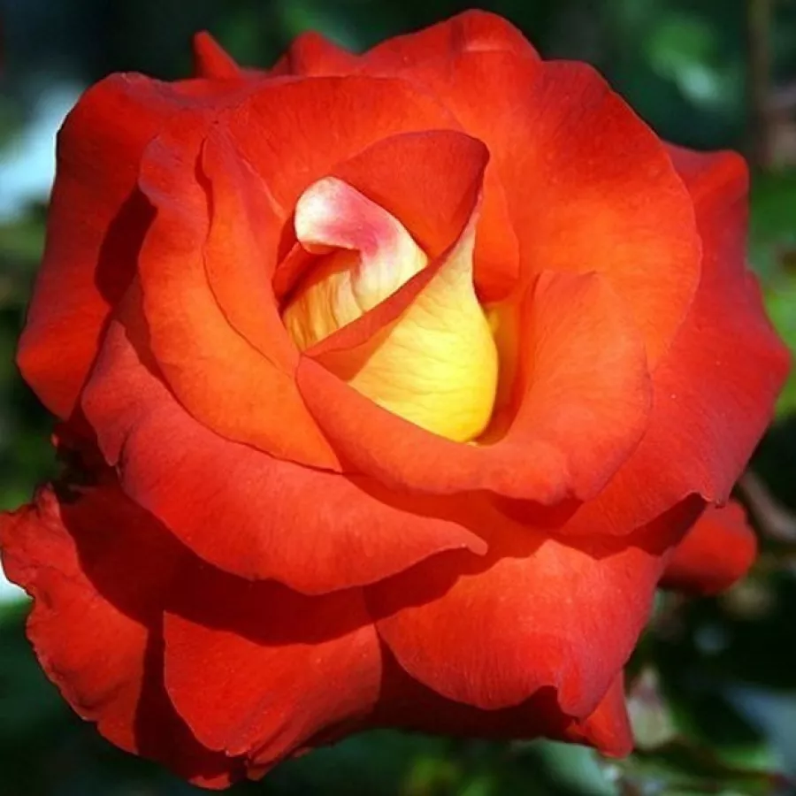 Róża rabatowa floribunda - Róża - Gipsy - róże sklep internetowy