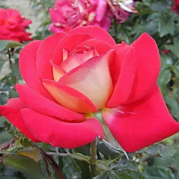 Rosa Gipsy - rojo amarillo - rosales floribundas