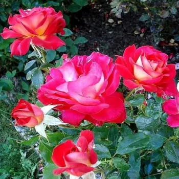 Jarko crvena - žuta poleđina latica - ruža floribunda za gredice - ruža diskretnog mirisa - -
