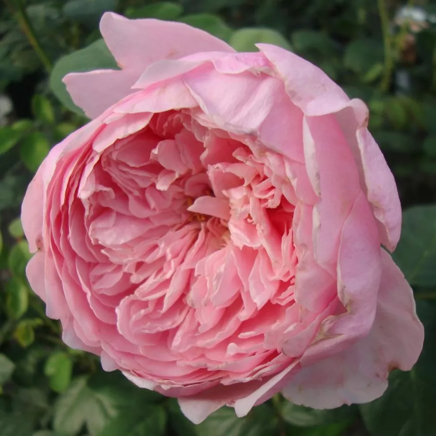 Różowy - Róża - Ausgrab - róże sklep internetowy