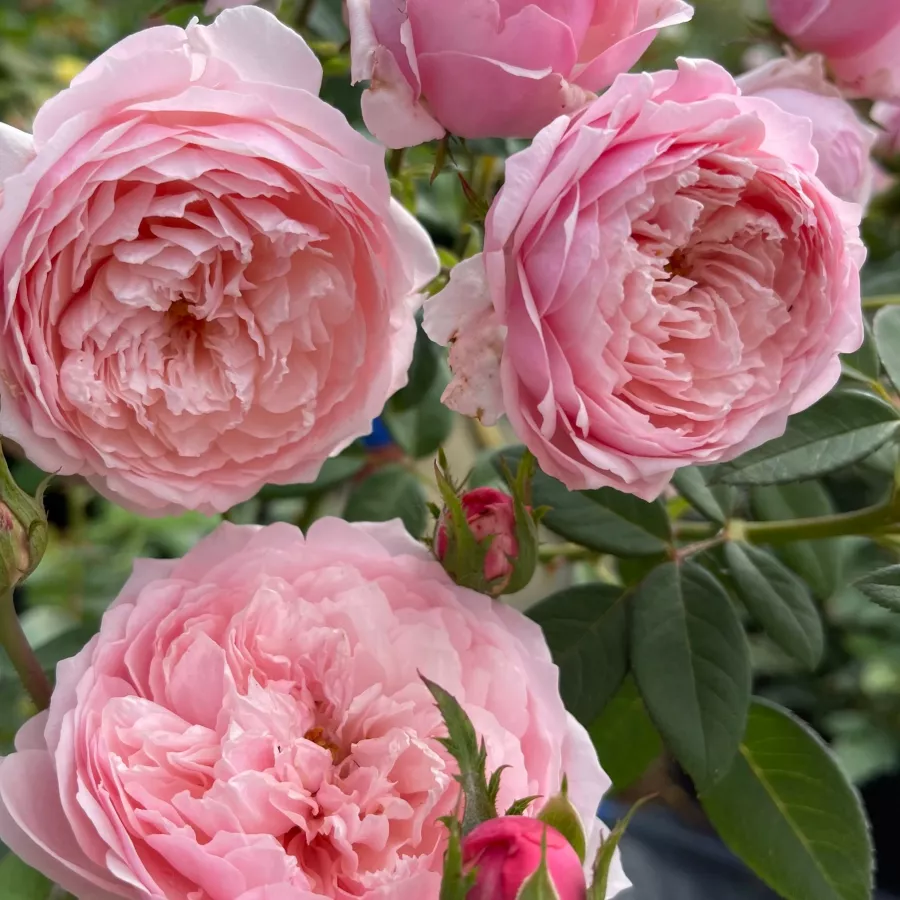 Angol rózsa - Rózsa - Ausgrab - kertészeti webáruház