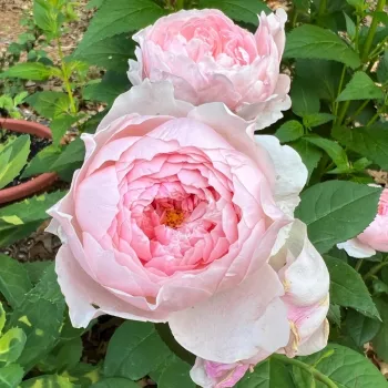 Rosa Ausgrab - rosa - englische rose