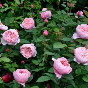 Hellrosa - englische rose - rose mit mäßigem duft - zentifolienaroma