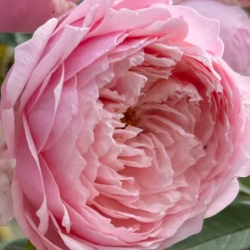 Online rózsa vásárlás - rózsaszín - Ausgrab - angol rózsa - közepesen illatos rózsa - (80-120 cm)