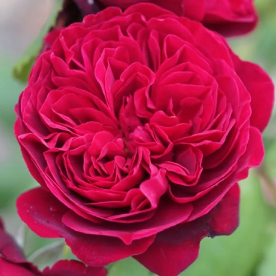 Rudy - Róża - Bicentenaire de Guillot - róże sklep internetowy