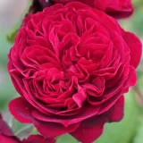 Dunkelrot - nostalgische rose - rose mit intensivem duft - teearoma - Rosa Bicentenaire de Guillot - rosen online kaufen