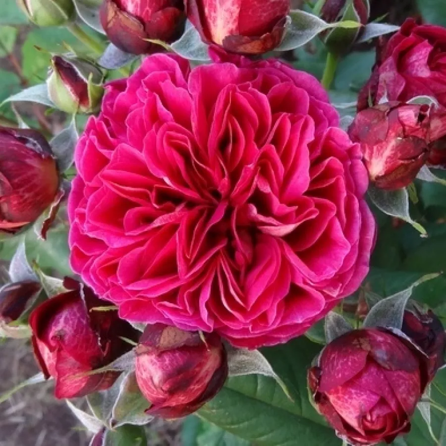 Nostalgische rose - Rosen - Bicentenaire de Guillot - rosen onlineversand