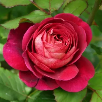 Rosa Bicentenaire de Guillot - rdeča - nostalgična vrtnica
