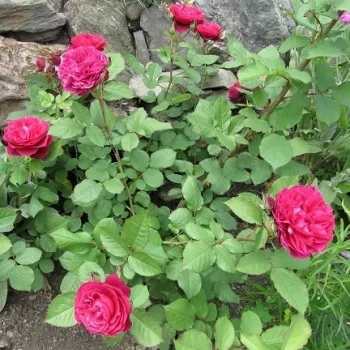 Dunkelrot - nostalgische rose - rose mit intensivem duft - teearoma