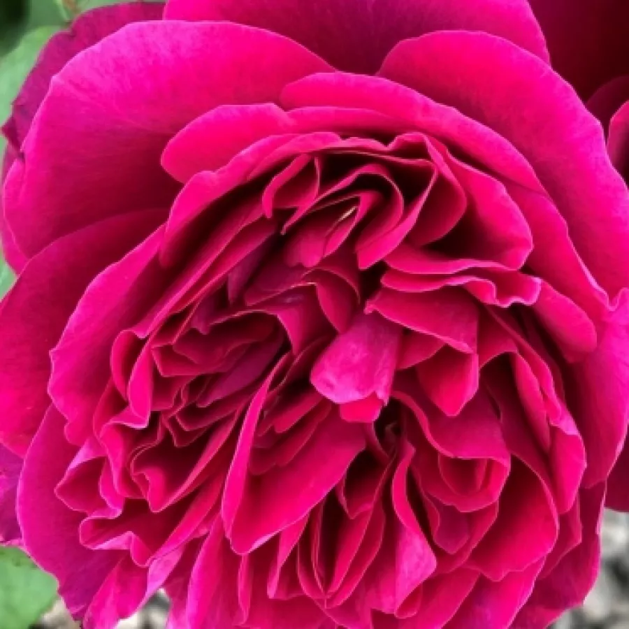 Csésze - Rózsa - Bicentenaire de Guillot - online rózsa vásárlás