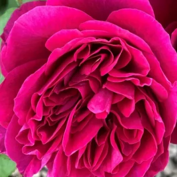 Rosen Online Gärtnerei - vörös - nosztalgia rózsa - intenzív illatú rózsa - Bicentenaire de Guillot - (80-100 cm)