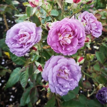 Lágy, hideg tónusú mályvalila alapszín ezüstös fátyollal. - virágágyi floribunda rózsa - erős, karakteres illatú rózsa - friss, citrusos és damaszkuszi aromájú