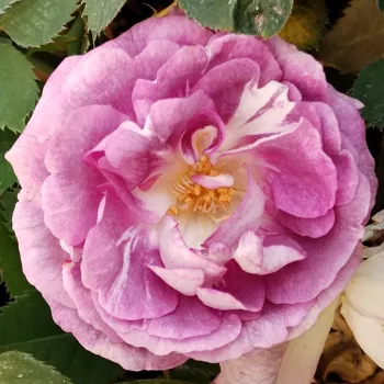 Online rózsa kertészet - mályvalila - erős, karakteres illatú rózsa - Blue Tango - virágágyi floribunda rózsa - (150-210 cm)