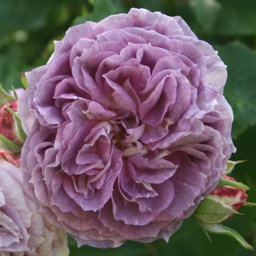 Róża o intensywnym zapachu - Róża - Blue Tango - sadzonki róż sklep internetowy - online