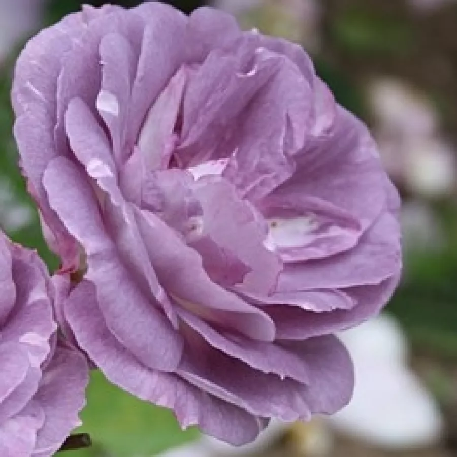 Virágágyi floribunda rózsa - Rózsa - Blue Tango - kertészeti webáruház