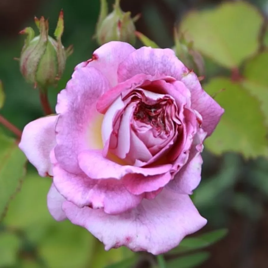 Róża o intensywnym zapachu - Róża - Blue Tango - róże sklep internetowy